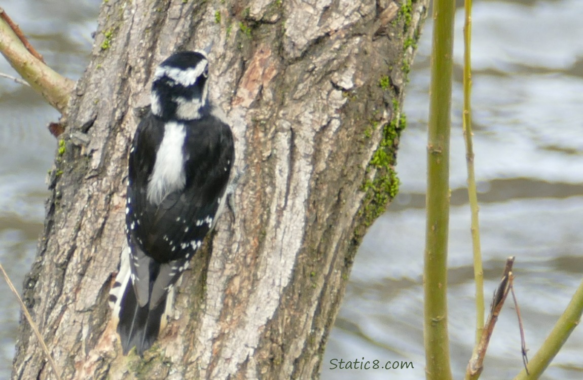 Downy Woodpecker standing against a tree trunk