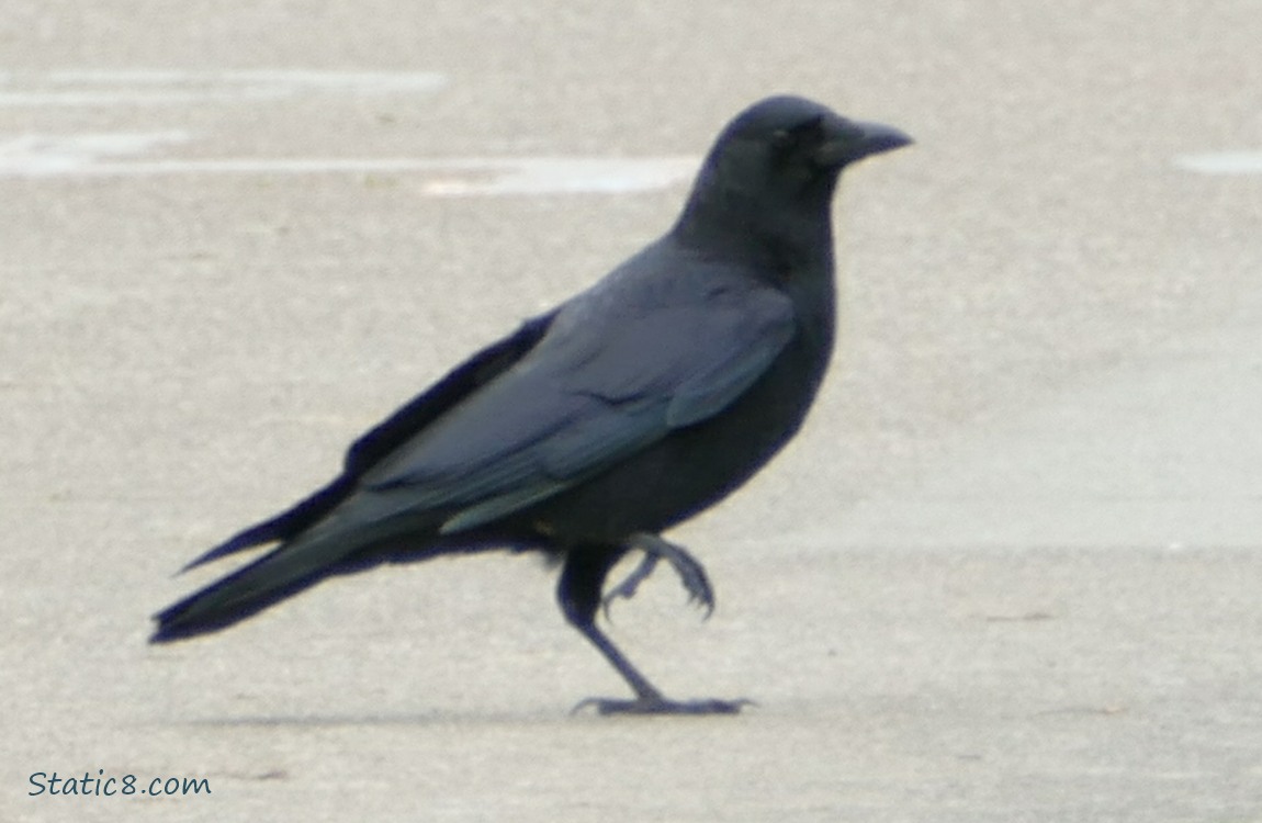 Crow standing on the sidewalk, holding up one of her legs