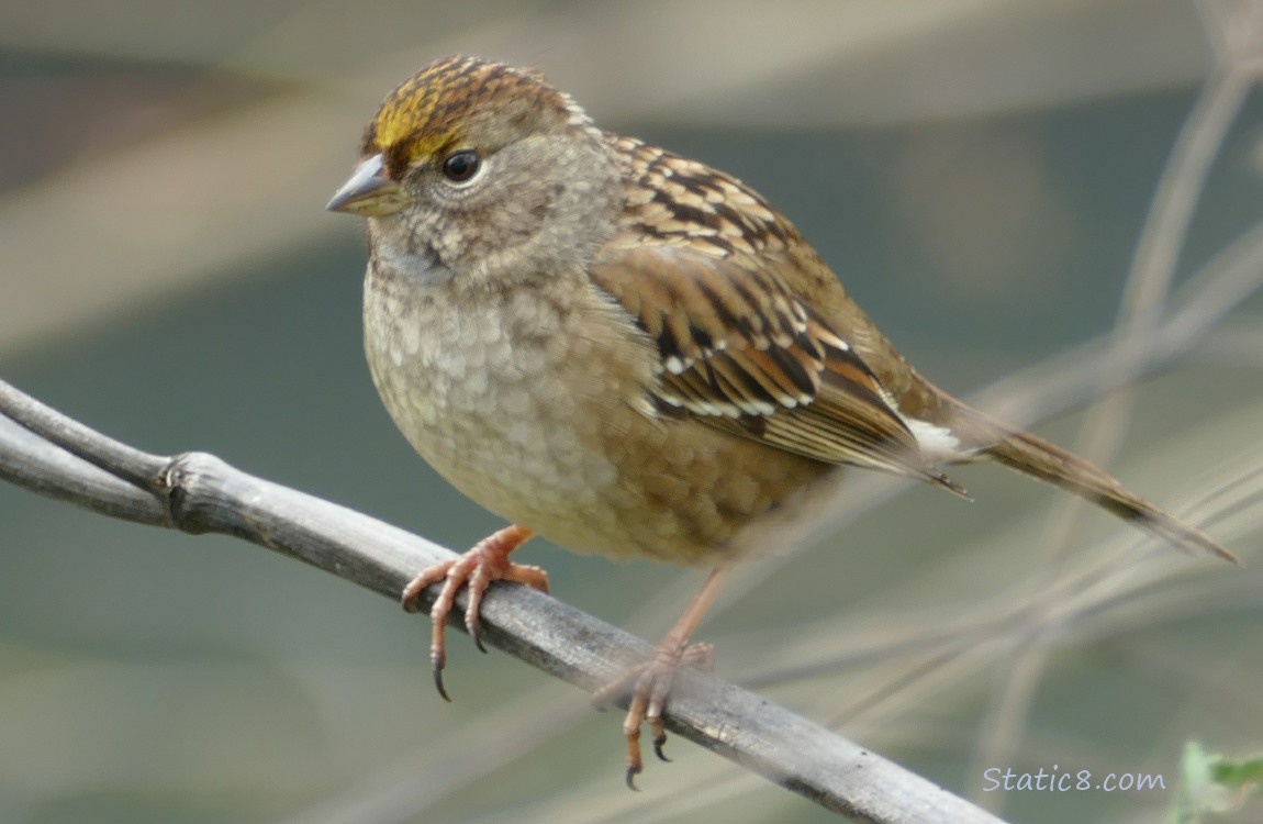 Golden Crown Sparrow standing on a twig