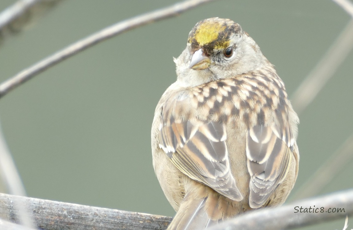 Golden Crown Sparrow, standing on a branch, looking over his shoulder