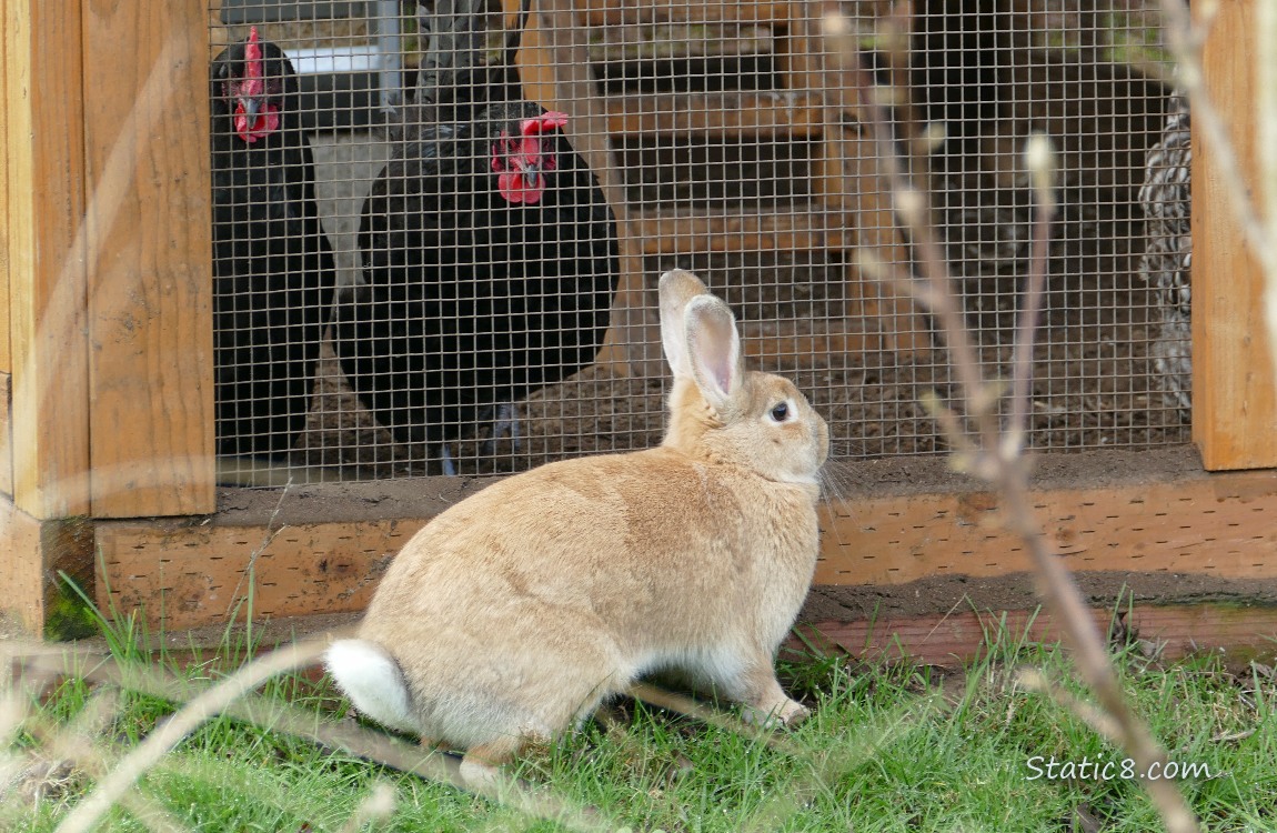 tan coloured bunny in front of the chicken house, hens looking down