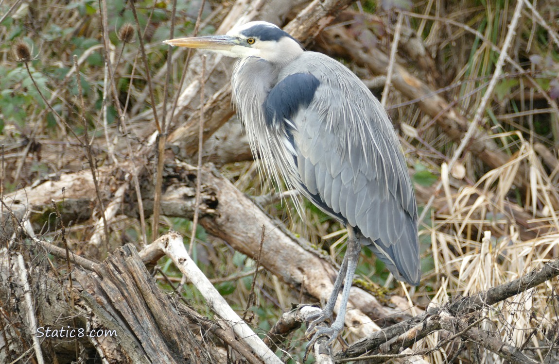 Great Blue Heron standing on a branch