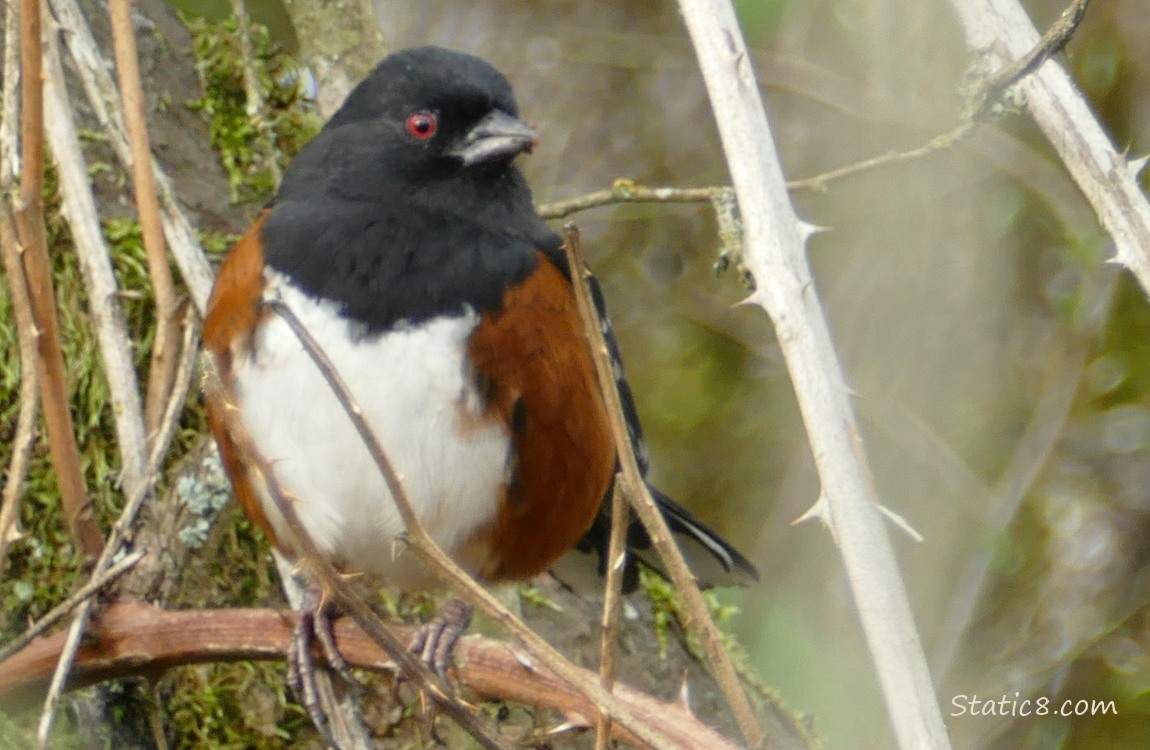 Spotted Towhee standing on a vine