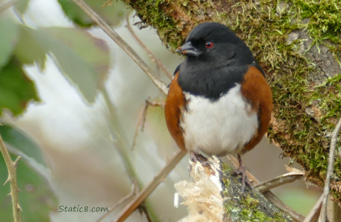 Spotted Towhee has moved to the end of a broken branch