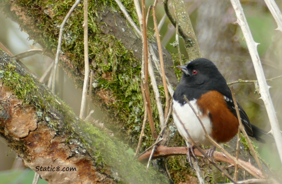 Spotted Towhee standing on a vine, looking over to the side