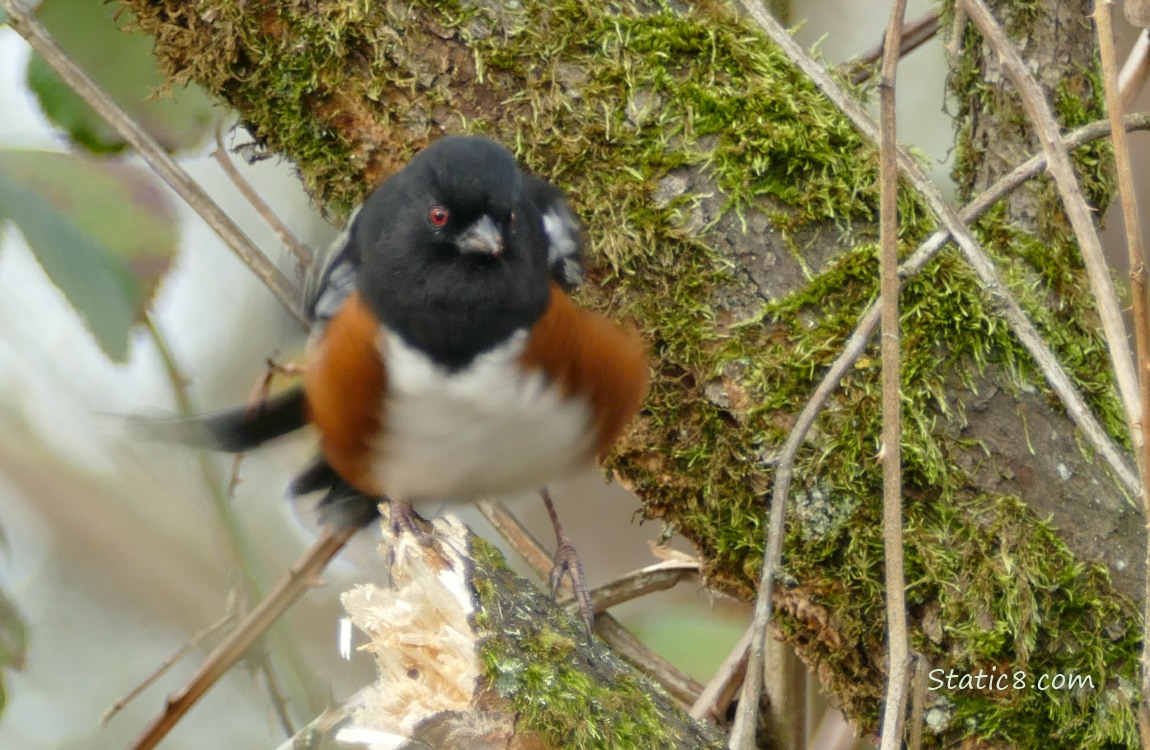Spotted Towhee standing on a broken branch, shakes