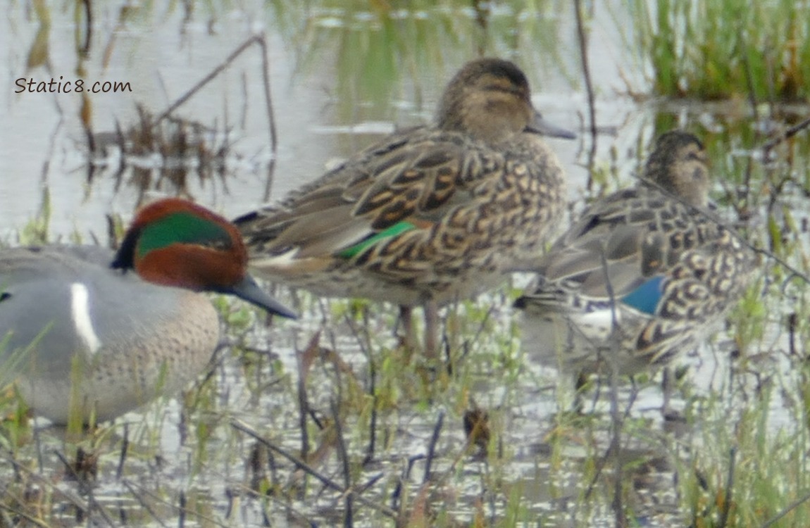 Female and male teals standing in the marsh