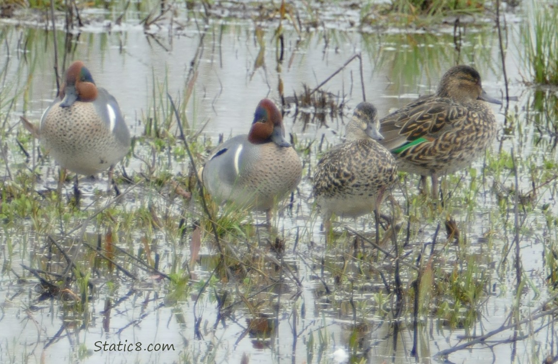 Female and male teals standing in the marshy grass