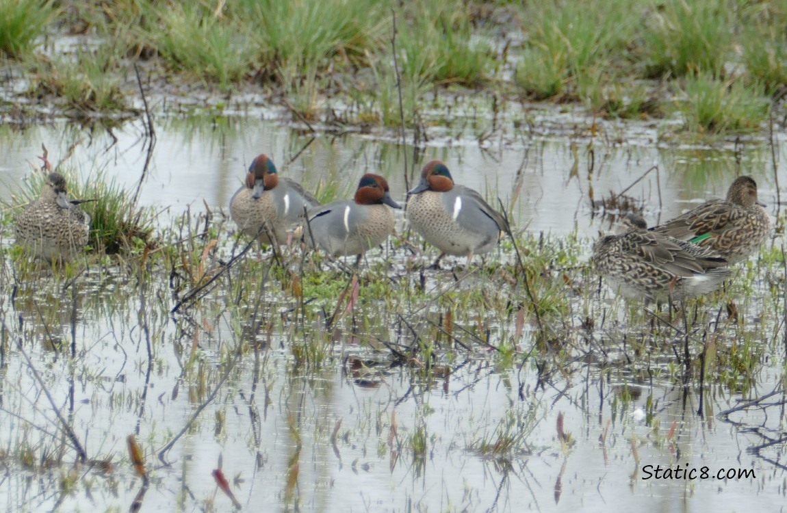 Female and male teals standing in the marshy water