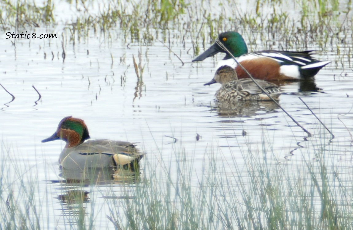 a Pair of teals and a Northern Shoveler paddling on the water