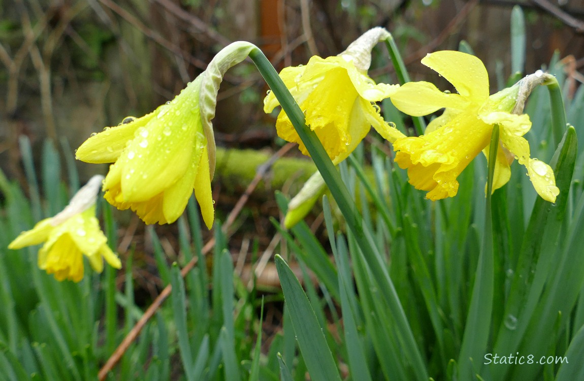 Four Daffodils, covered in rain drops