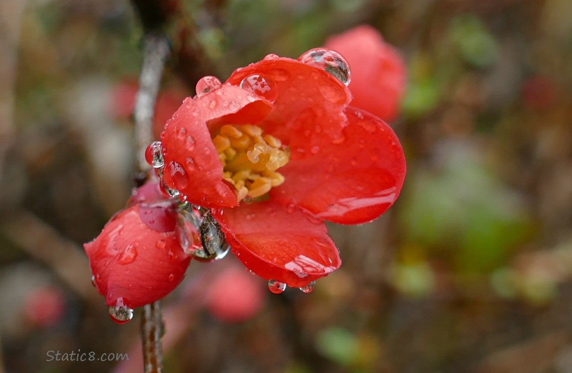 Closeup of a Flowering Quince bloom