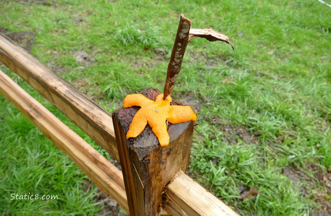 flattened Orange Peel on a wood post, with a stake thru it