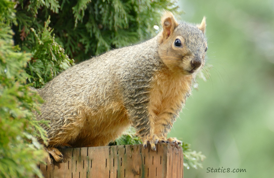 Squirrel standing on a wood post with fir tree behind him