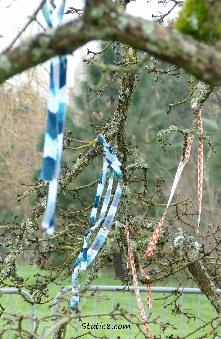 Streamers hanging from a fallen tree