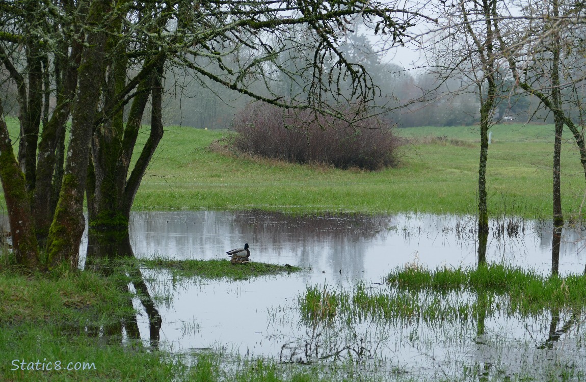 ducks on a wet prairie pond, grass and trees in the background