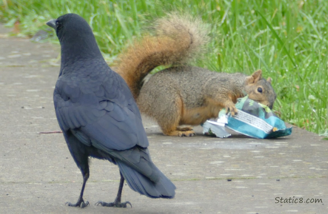 Crow and Squirrel with a food wrapper