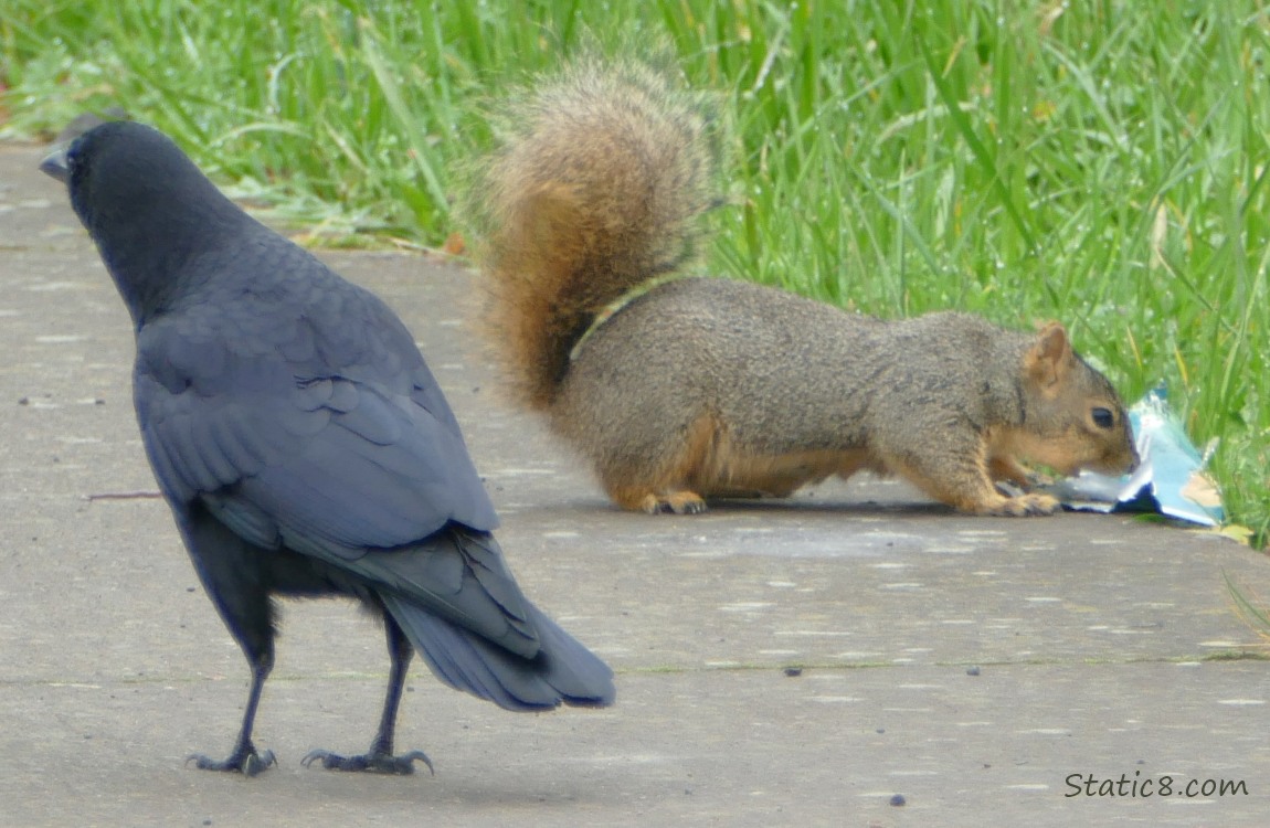 Crow and Squirrel with a food wrapper