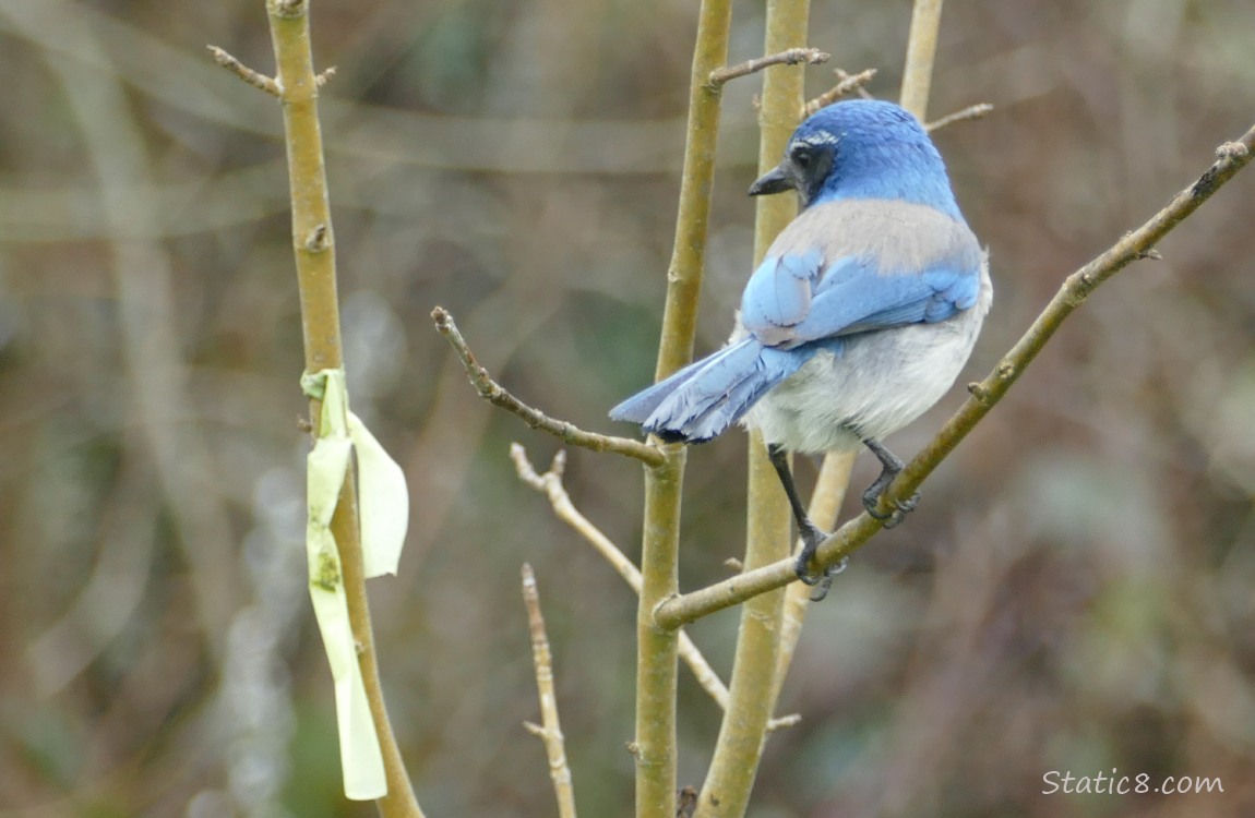 Western Scrub Jay standing on a twig, looking back at a yellow ribbon on another twig