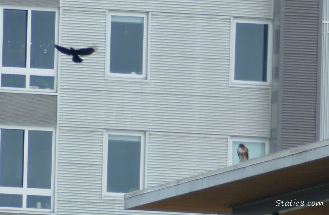 Hawk standing on the edge of a building, Crow flying by