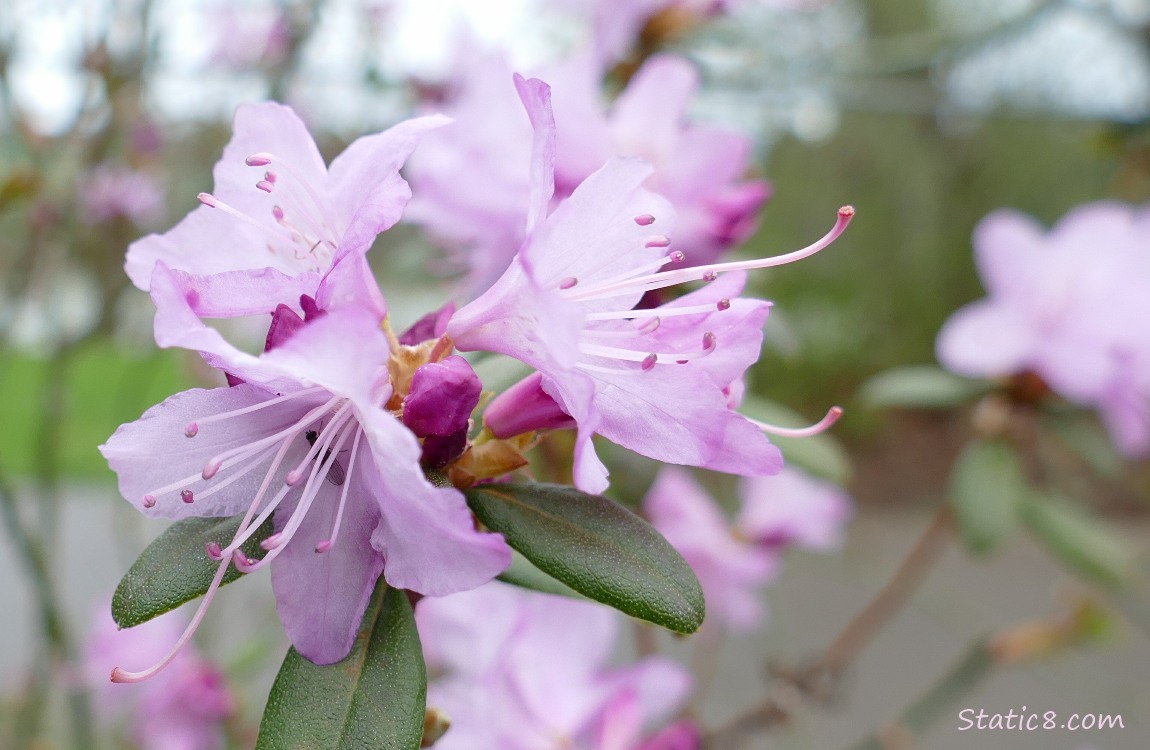 Pink Rhododendron blooms