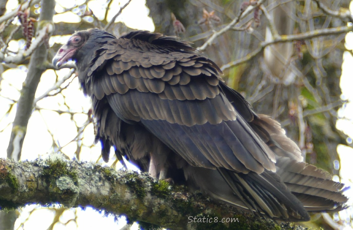 Turkey Vulture standing on a branch up in a tree
