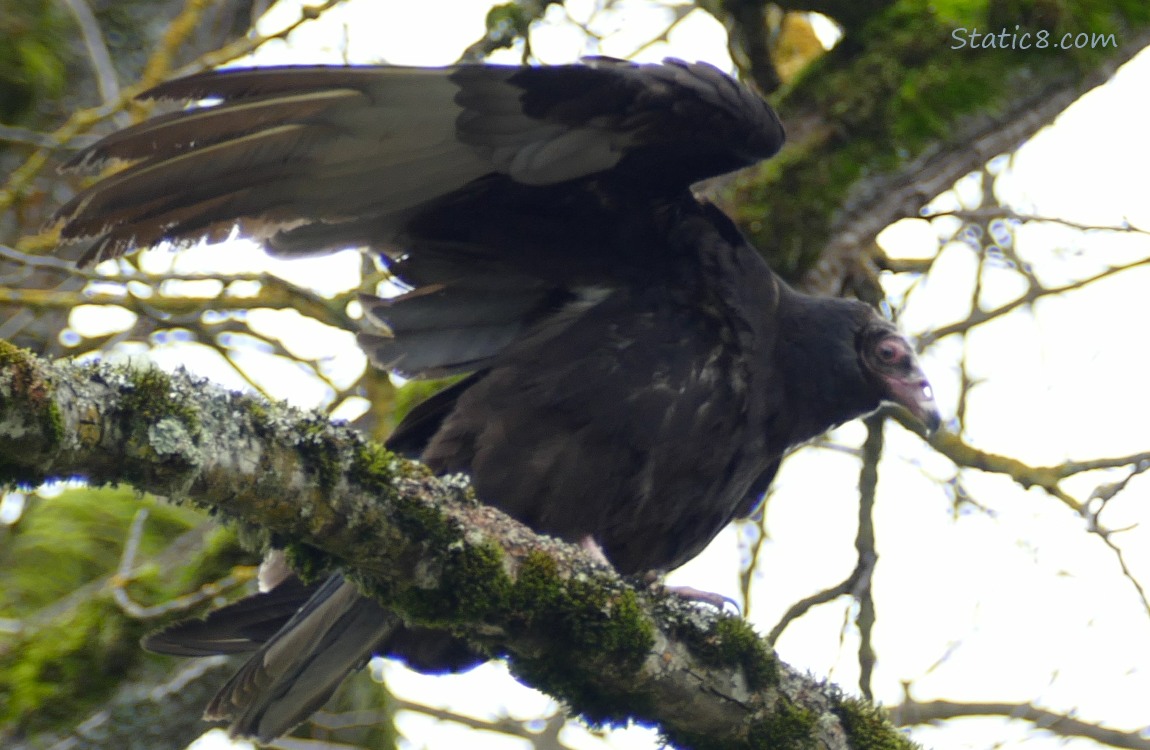 Turkey Vulture up in a tree, flapping her wings