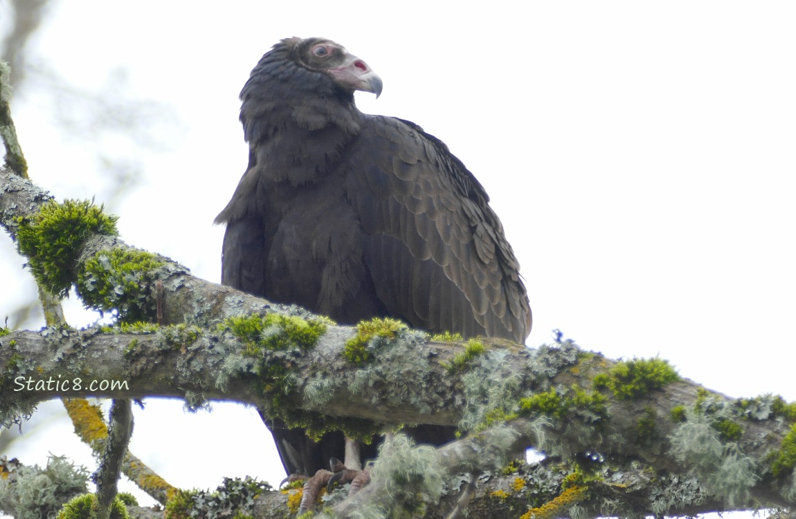 Turkey Vulture standing in a tree