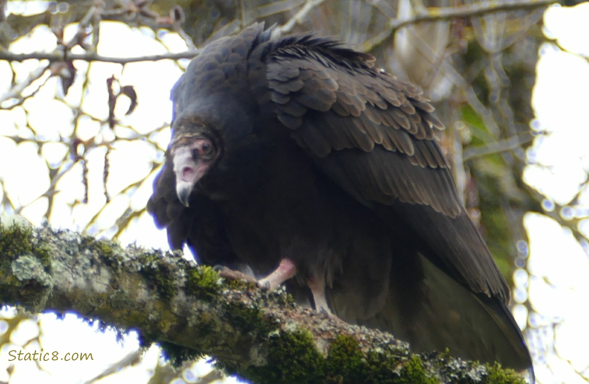 Turkey Vulture walks along a branch up in a tree