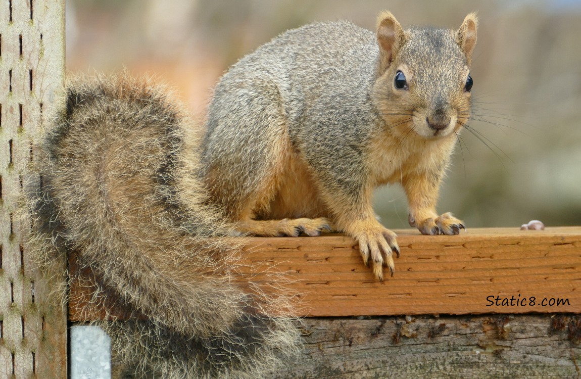 Squirrel sitting on a wood fence