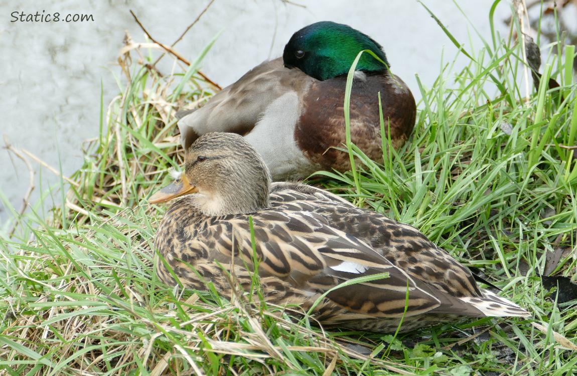 Female and Male Mallards, napping on grass next to the creek