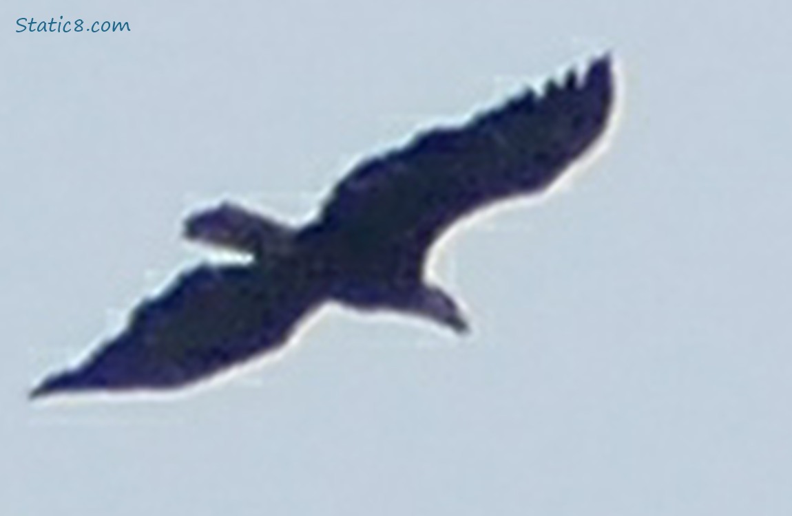 Blurry flying Bald Eagle