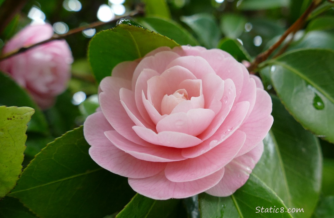 Camellia bloom