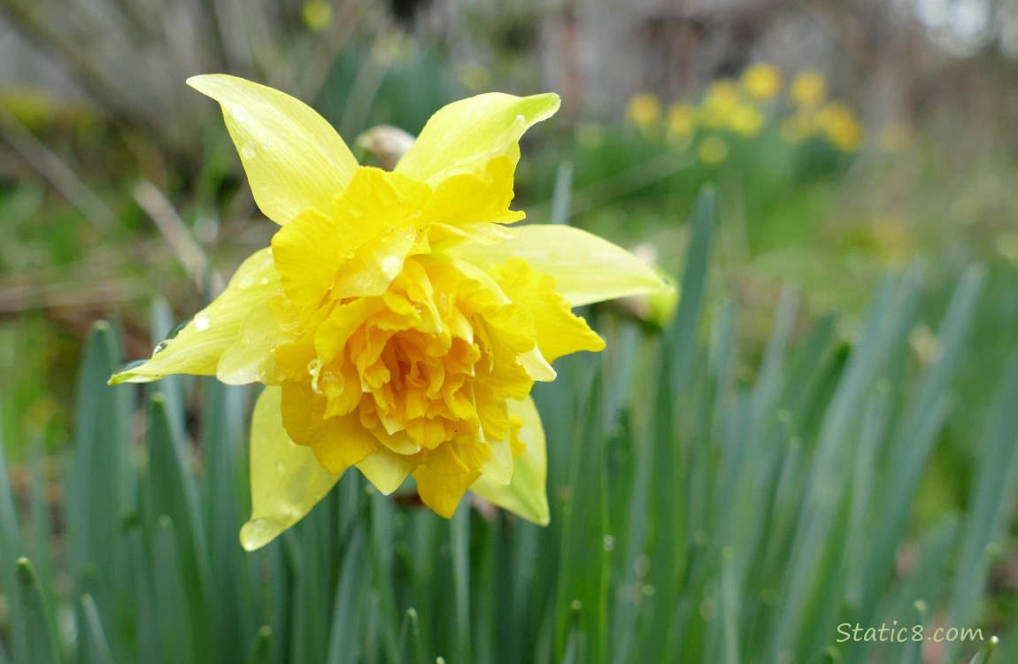 Double Daffodil bloom