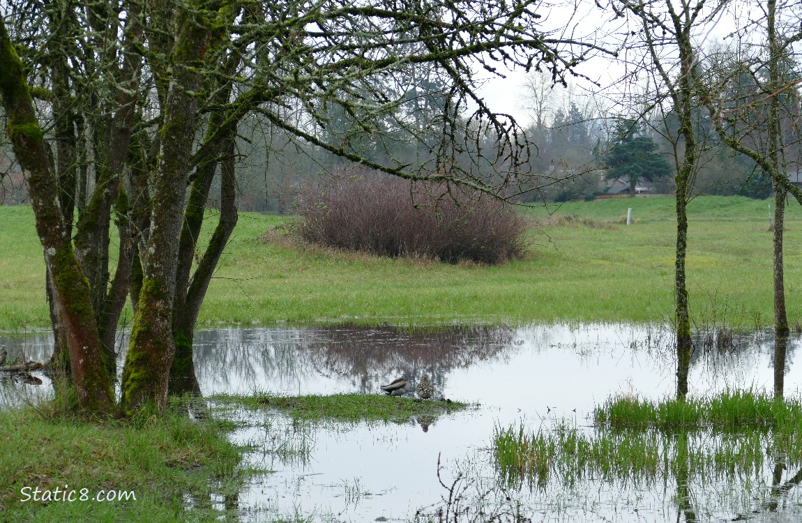 shallow pond surrounded by trees, two ducks napping in the water