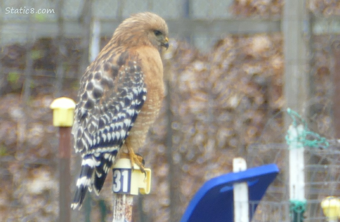 Red Shoulder Hawk standing on a post