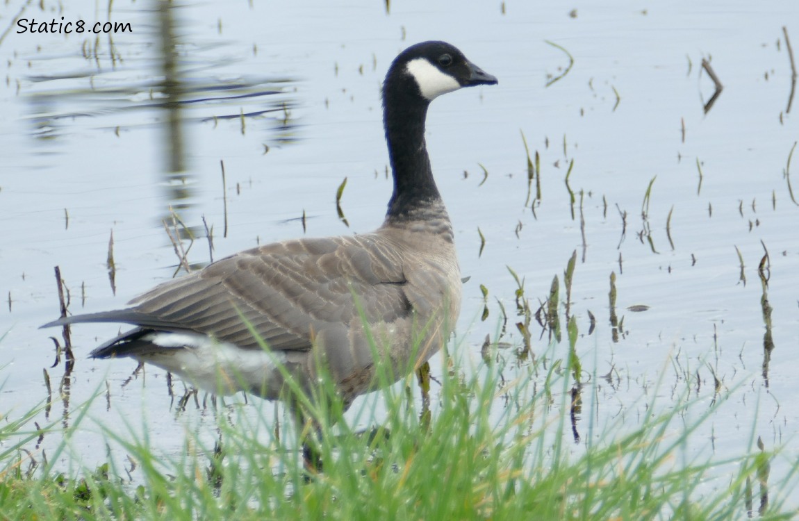 Cackling Goose standing at the edge of the water