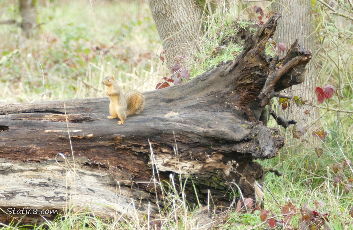 Eastern Fox Squirrel standing on a fallen tree