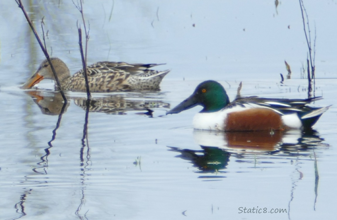 Female and Male Northern Shovelers paddling on the water