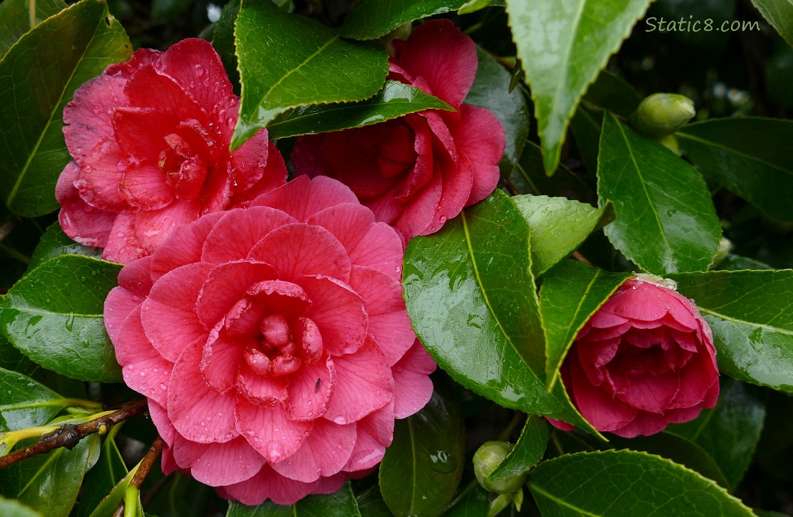 Camellia blooms