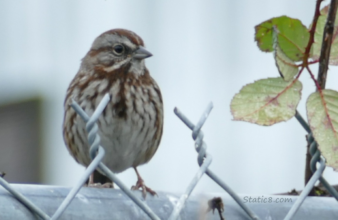 Song Sparrow standing on a chain link fence
