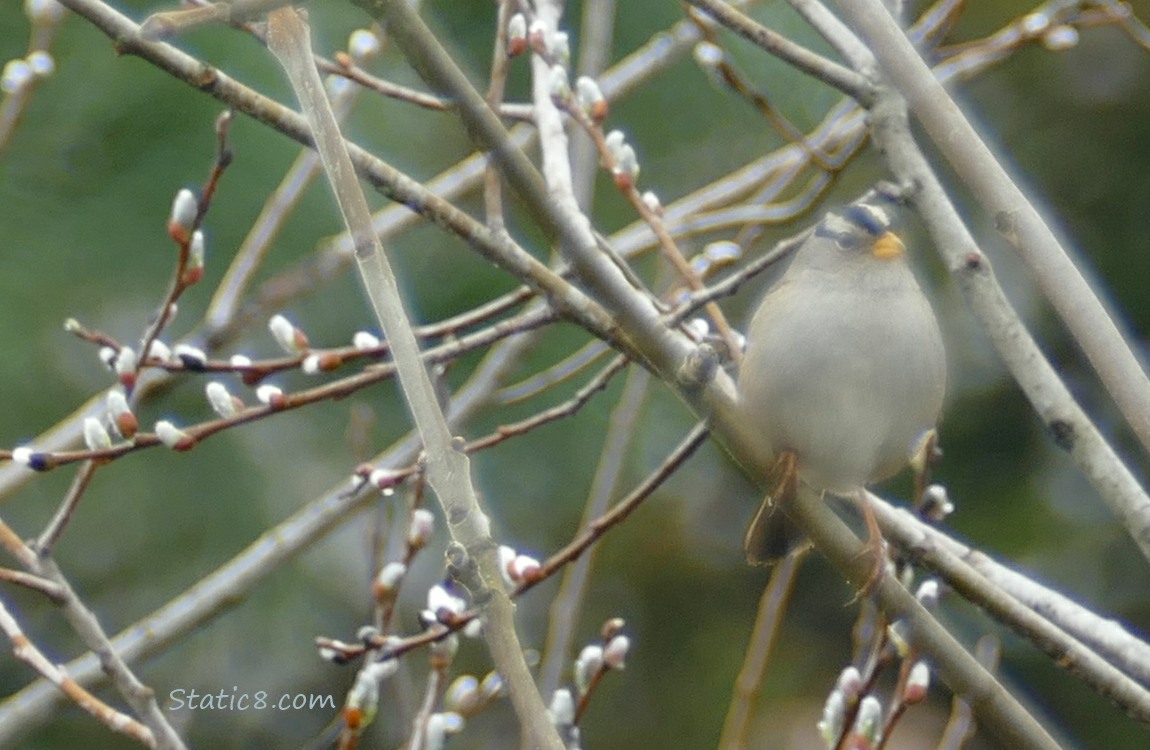 White Crown Sparrow standing on a willow twig, surrounded by willow catkins