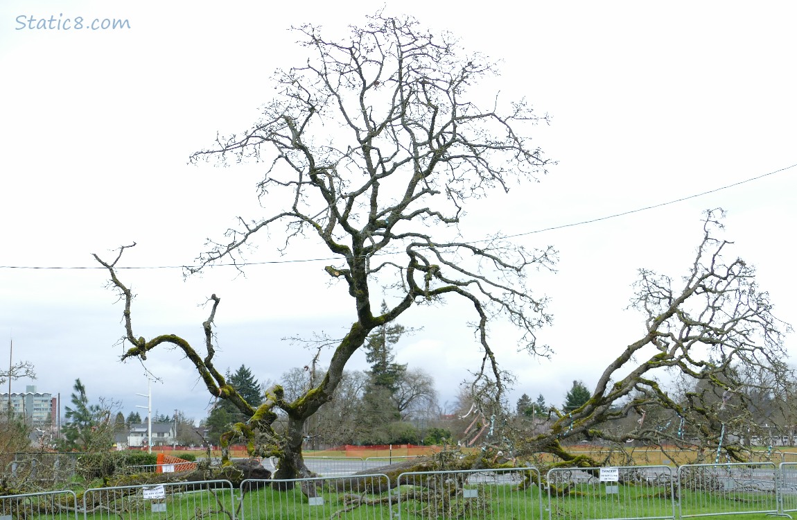 Fallen Leaning Tree, surrounded by a temporary fence