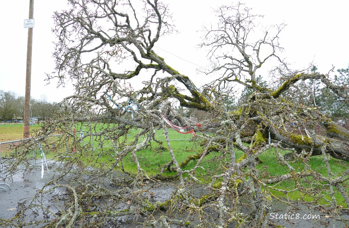 Fallen Leaning Tree