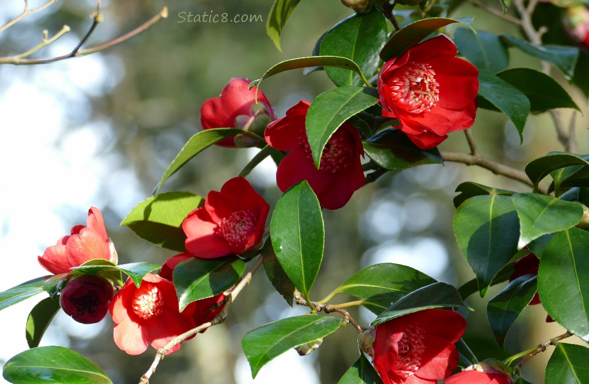 red Camellia blooms
