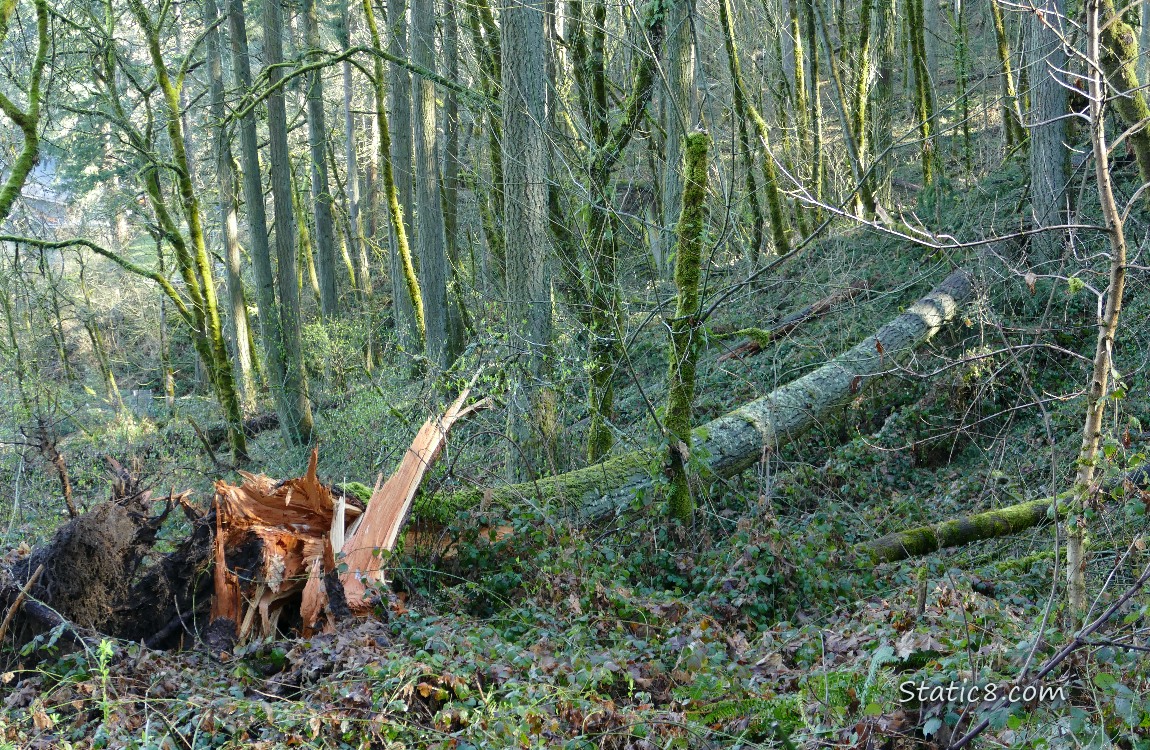 fallen tree in the forest
