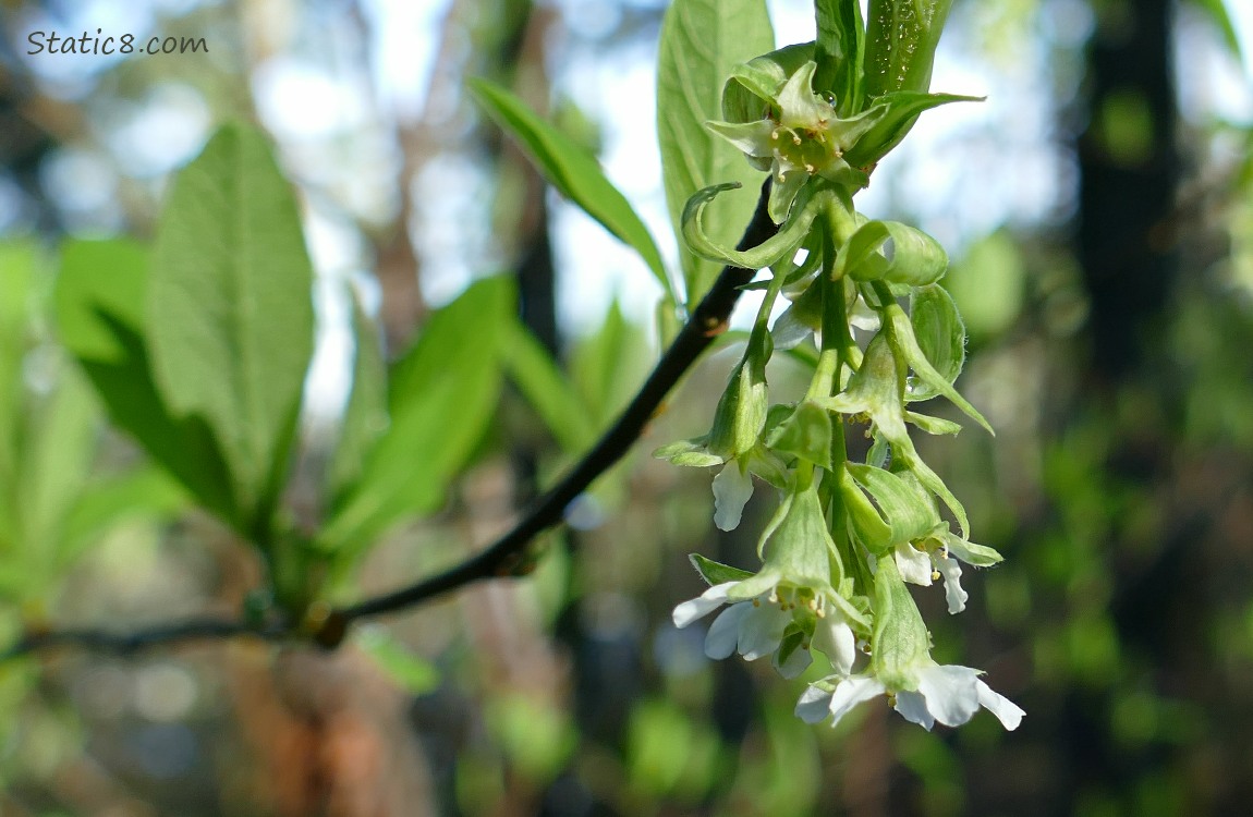 Osoberry blooms hang down