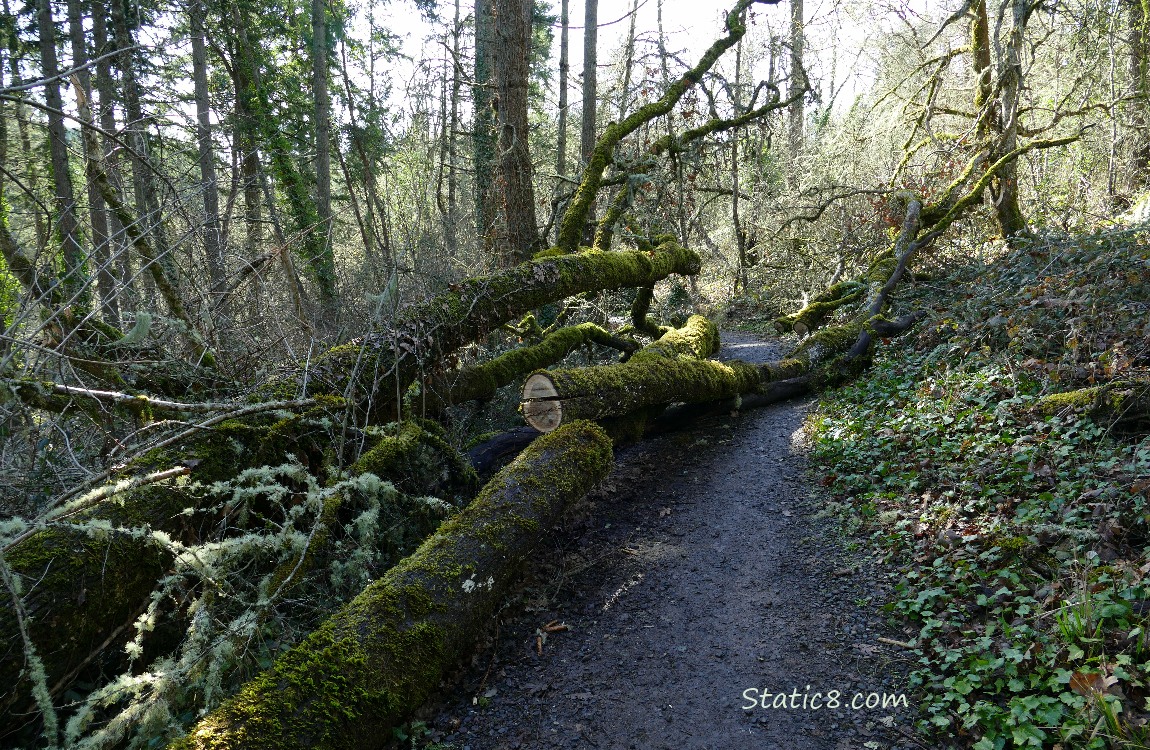 Tree fallen across the trail