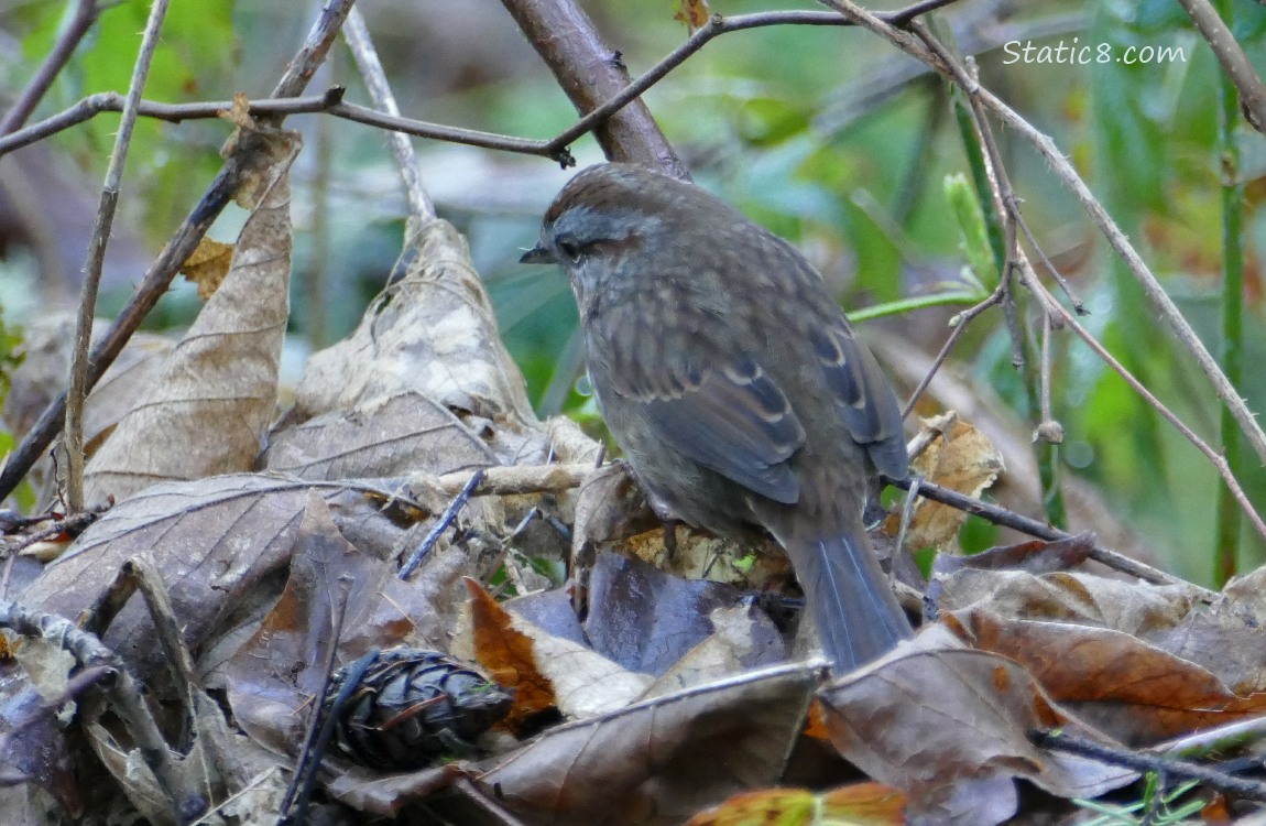 Song Sparrow standing on the forest floor, turned away