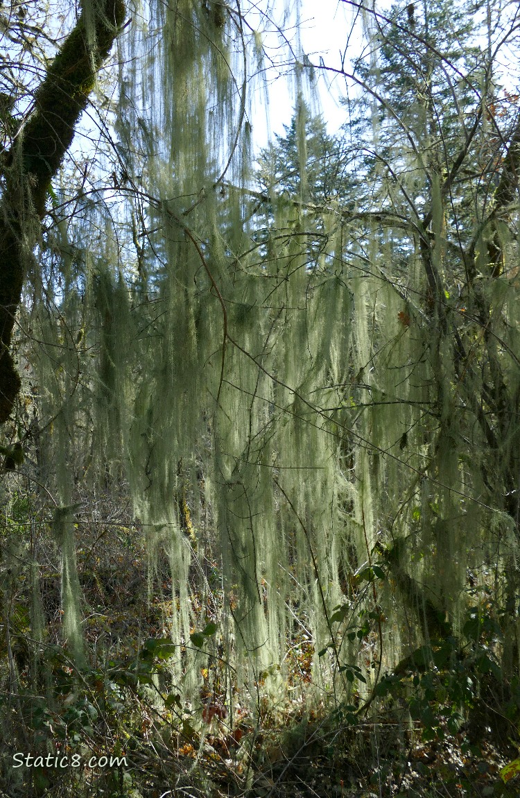 Curtain of Spanish Moss hanging from trees in the forest